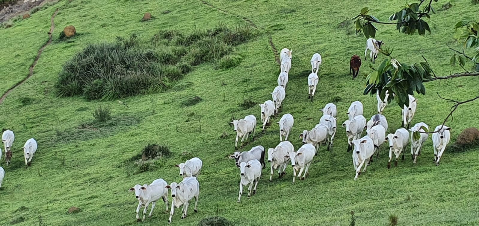 Fazenda de 339 ha em Natividade da Serra, SP