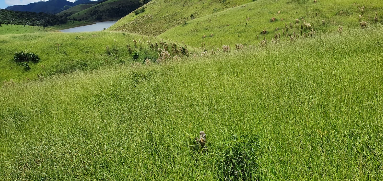 Fazenda de 339 ha em Natividade da Serra, SP