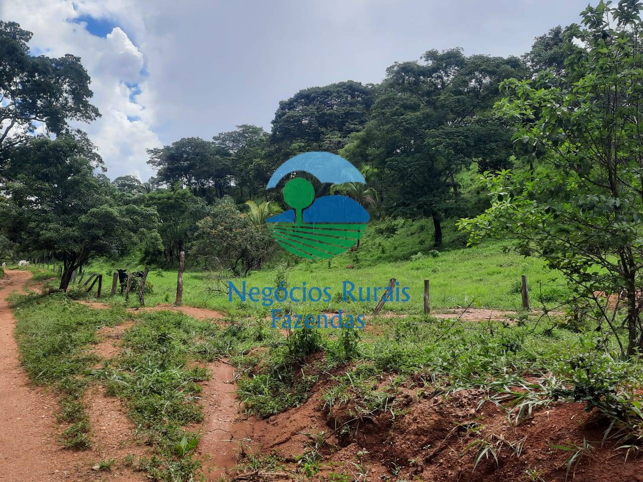 Fazenda de 401 ha em Mimoso de Goiás, GO