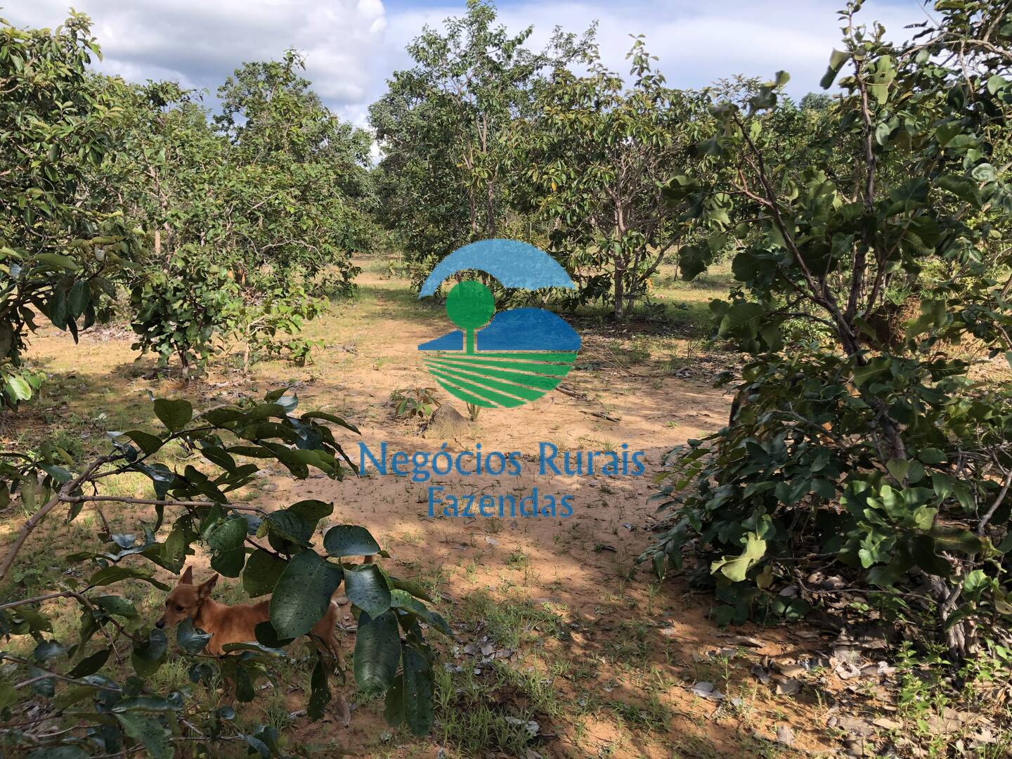 Fazenda de 484 ha em Uruaçu, GO