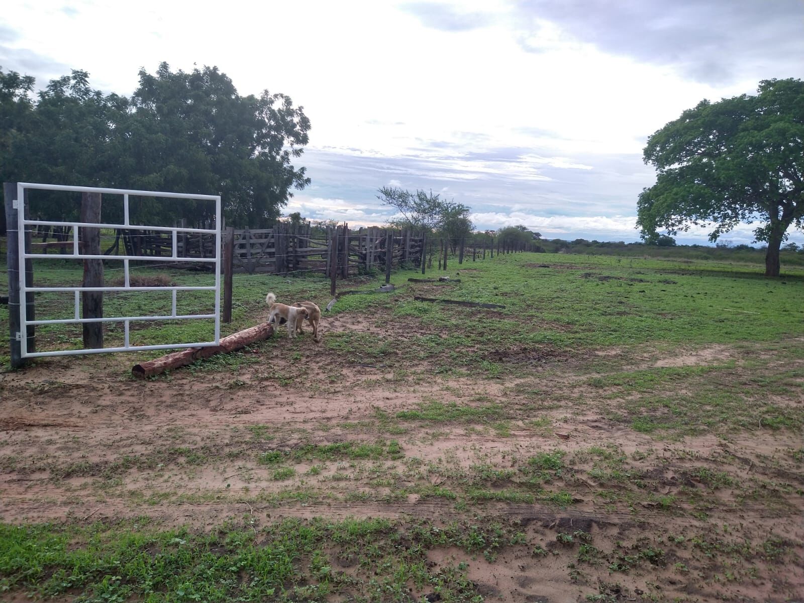 Fazenda de 1.550 ha em Ibotirama, BA