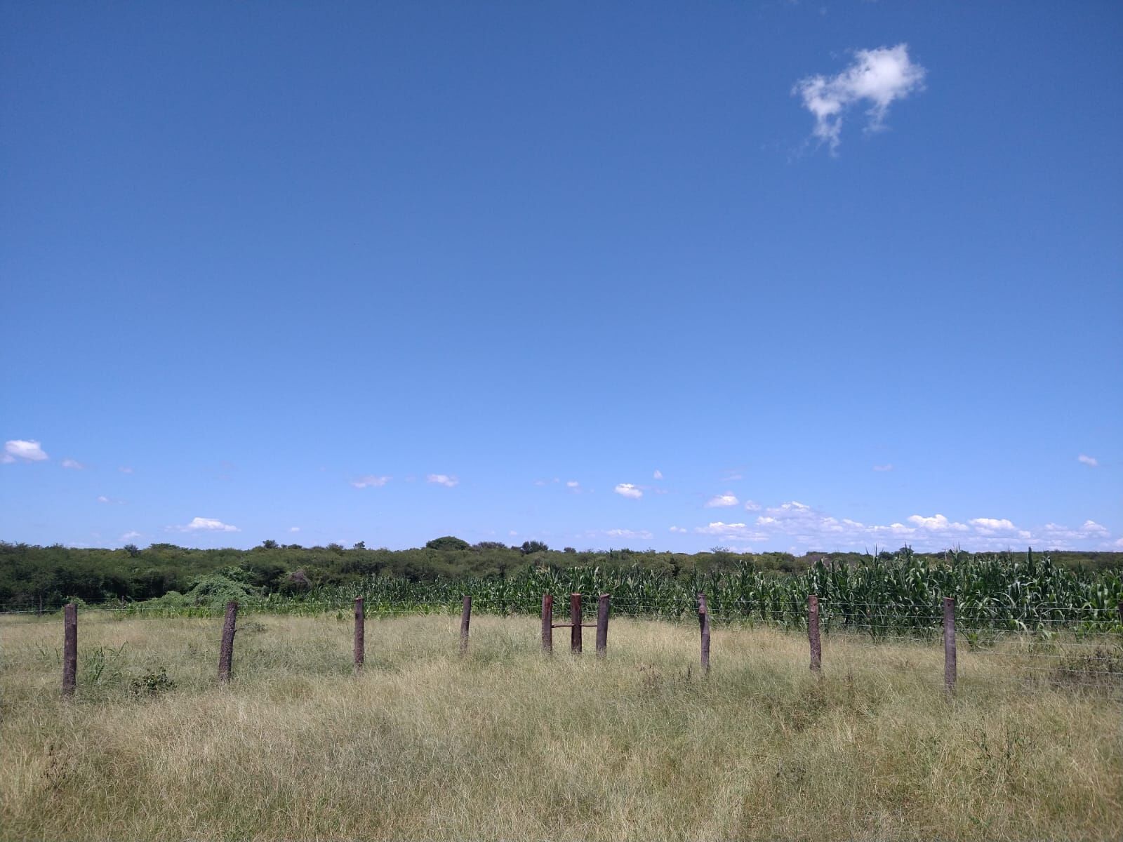 Fazenda de 1.550 ha em Ibotirama, BA