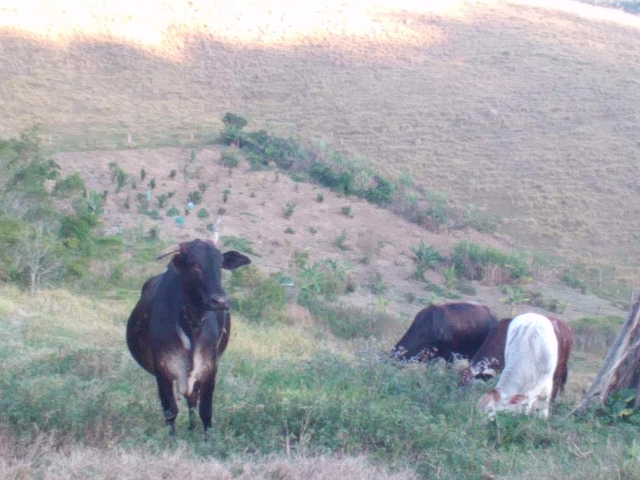 Sítio de 12 ha em Natividade da Serra, SP