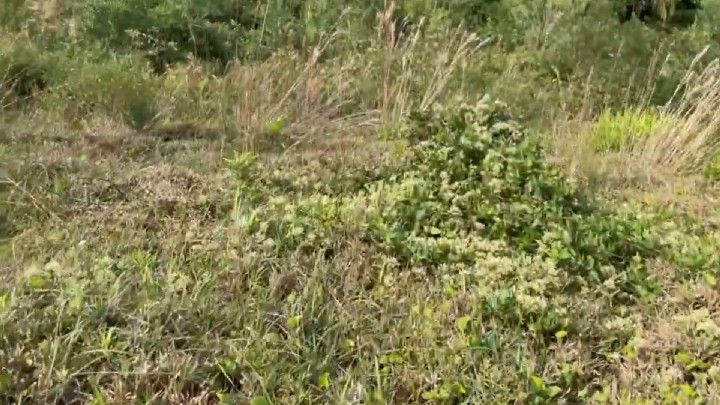 Chácara de 3 ha em Três Cachoeiras, RS