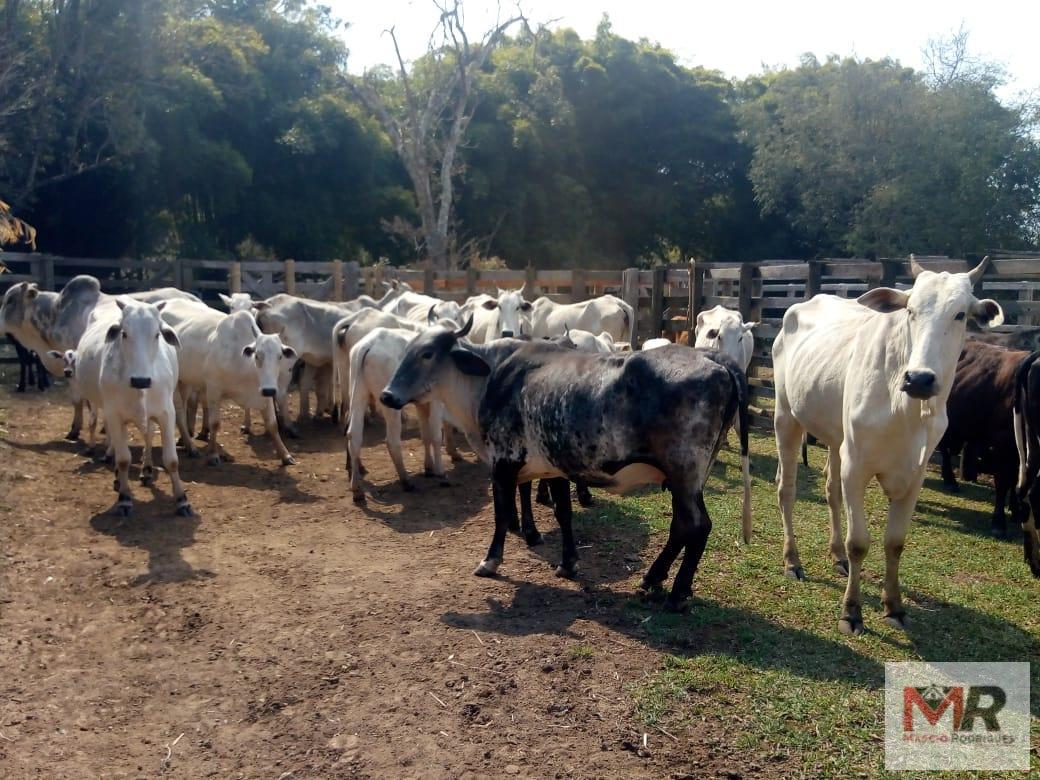 Fazenda de 48 ha em Cambuí, MG