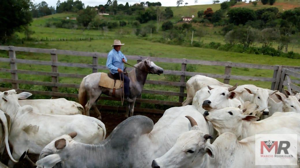 Fazenda de 48 ha em Cambuí, MG