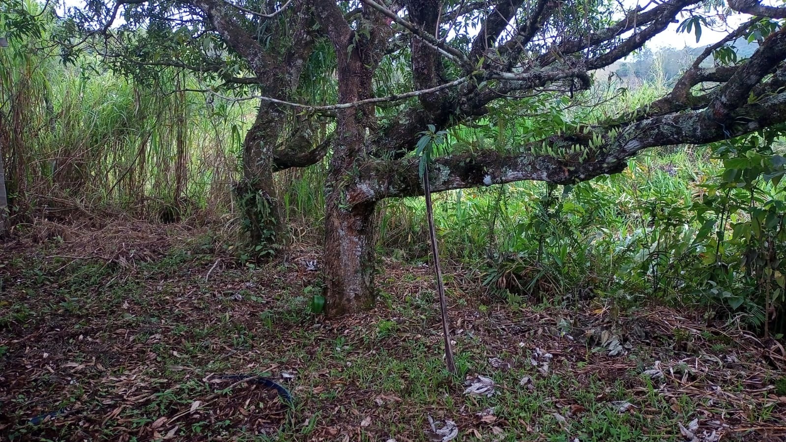 Chácara de 3.300 m² em Monteiro Lobato, SP