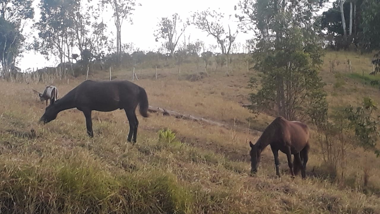 Chácara de 1 ha em Natividade da Serra, SP