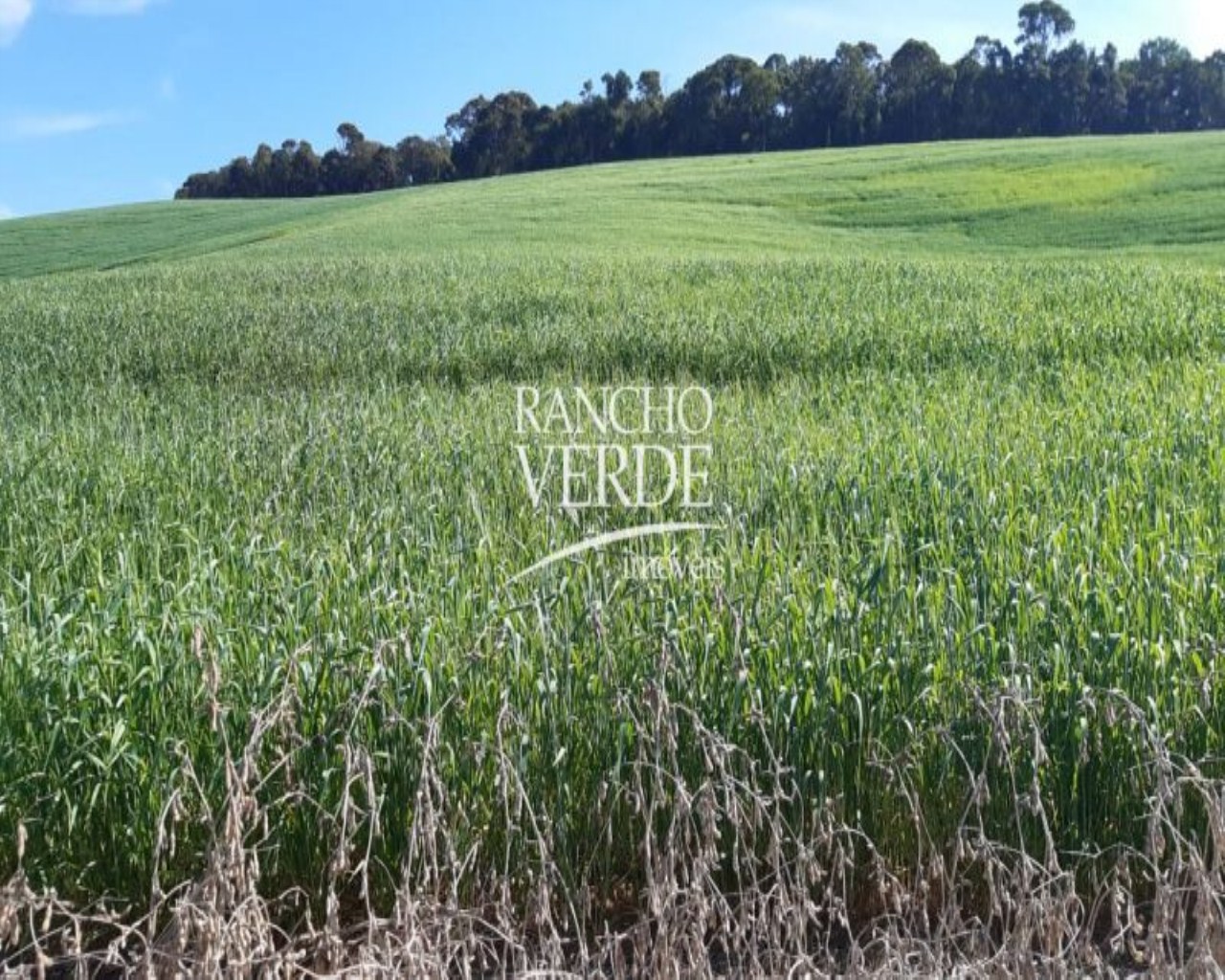 Fazenda de 290 ha em Poço Fundo, MG