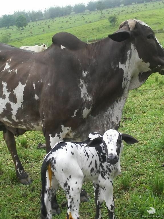 Fazenda de 283 ha em Caçapava, SP