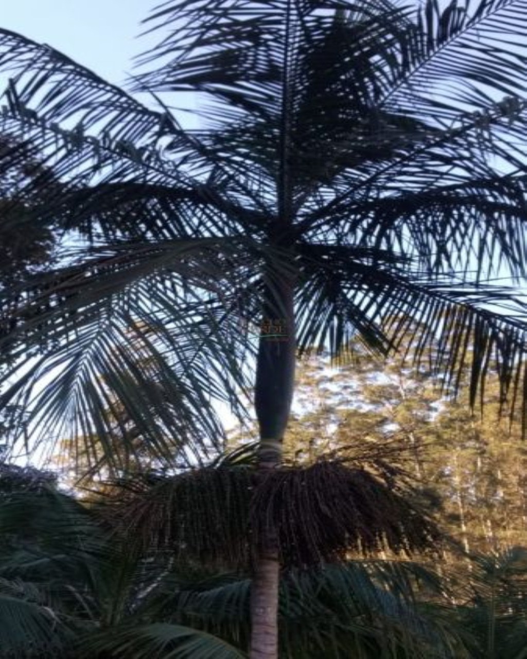 Chácara de 3 ha em Paraibuna, SP