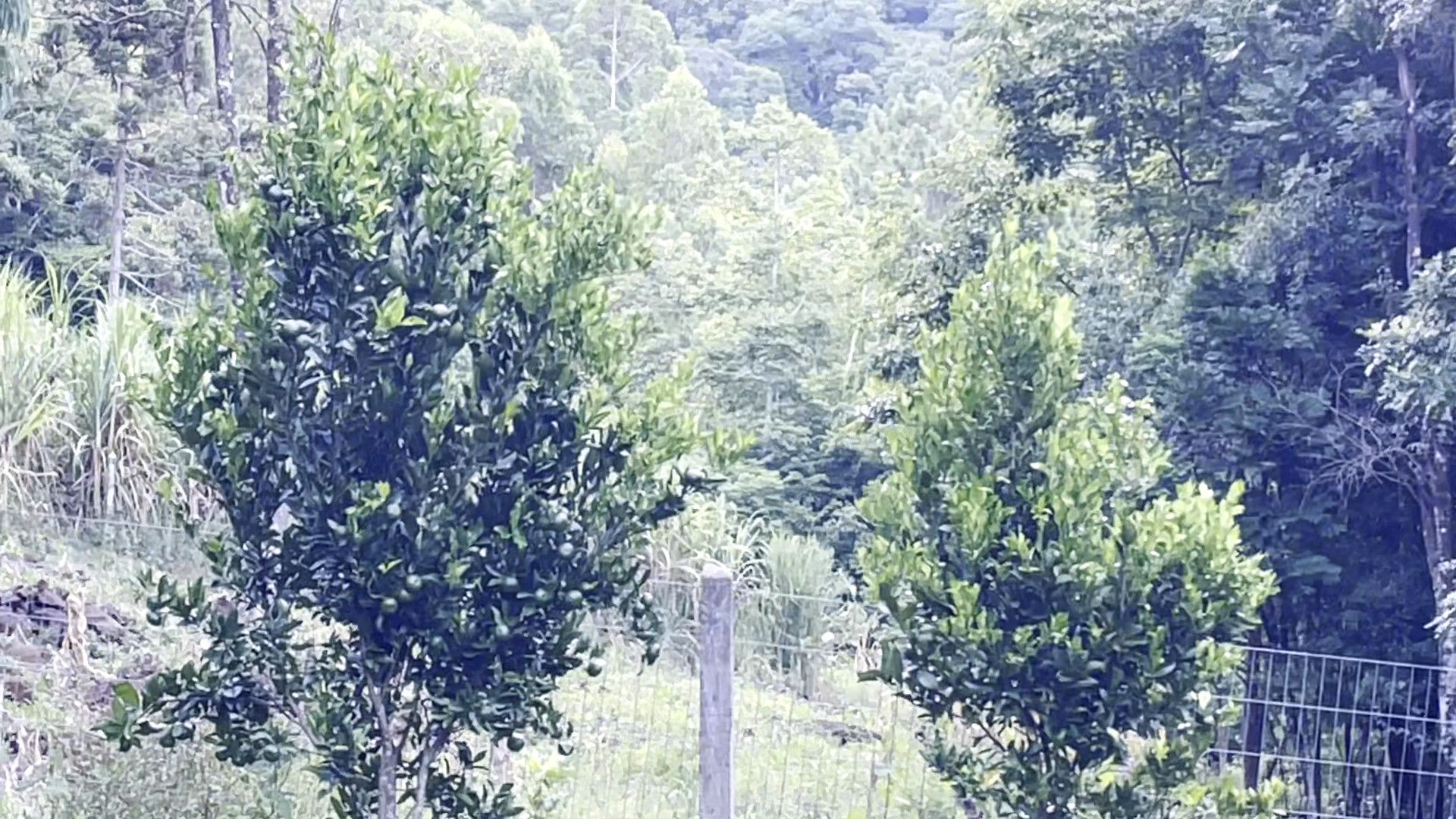 Terreno de 3 ha em São Francisco de Paula, RS