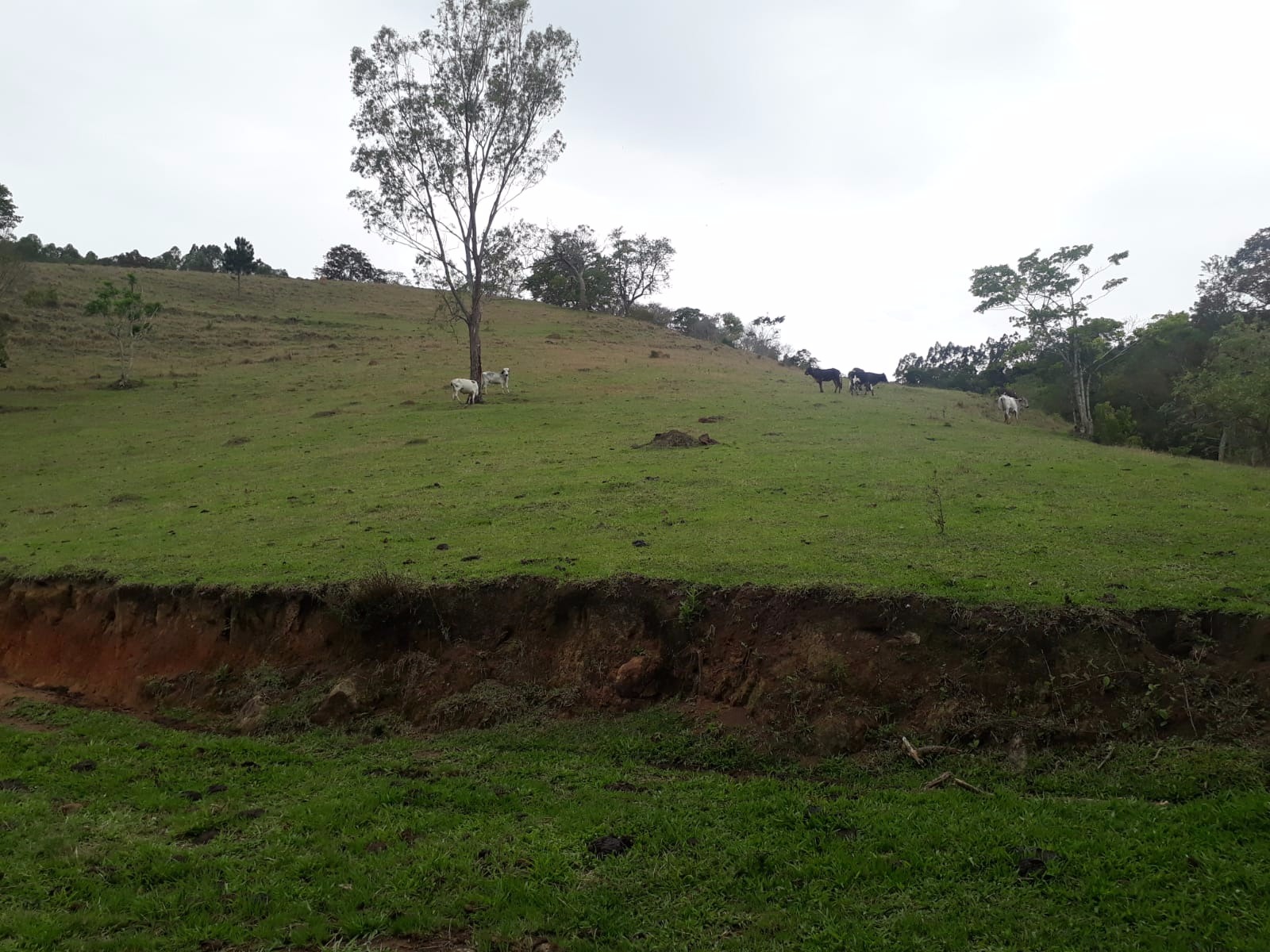 Sítio de 7 ha em Cunha, SP