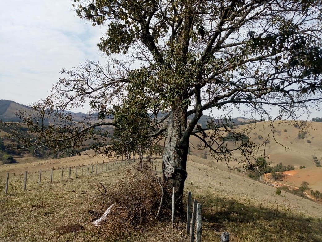 Fazenda de 53 ha em Cambuí, MG