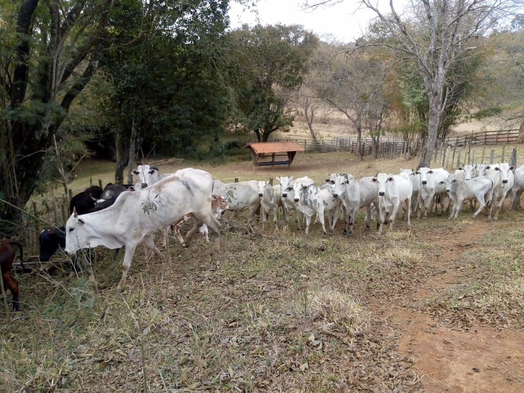 Fazenda de 53 ha em Cambuí, MG