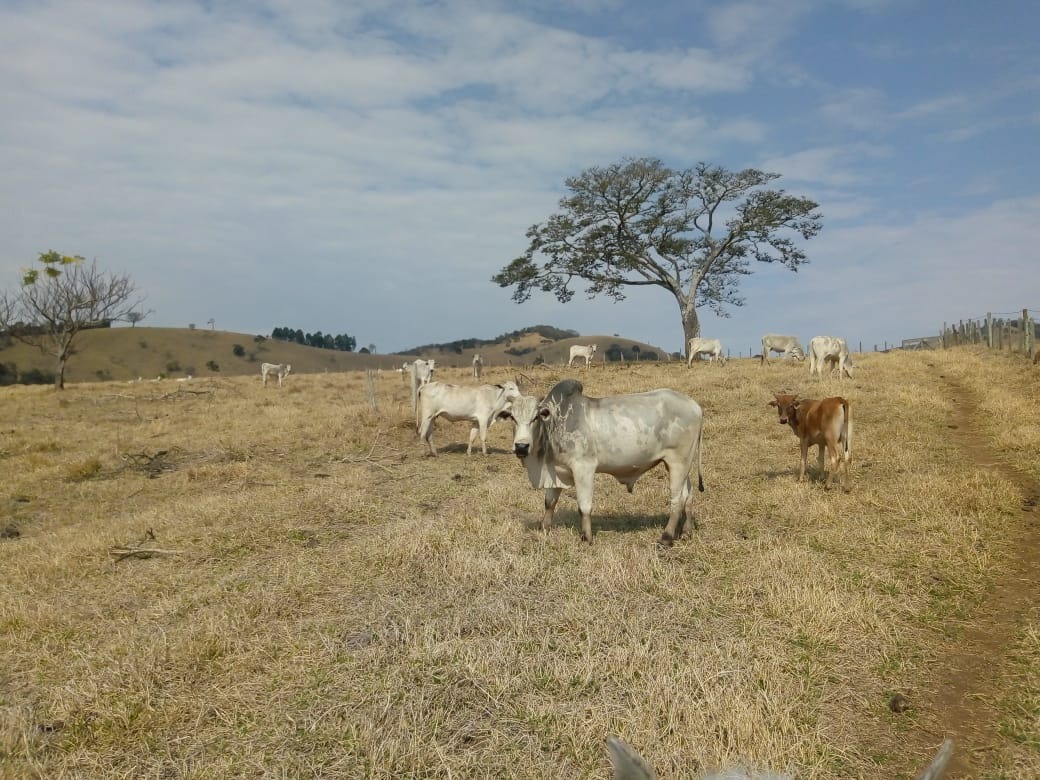 Fazenda de 53 ha em Cambuí, MG