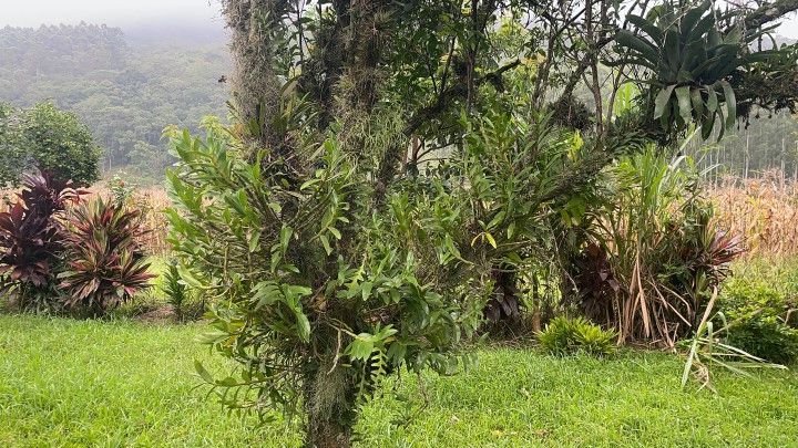 Fazenda de 81 ha em Maquiné, RS