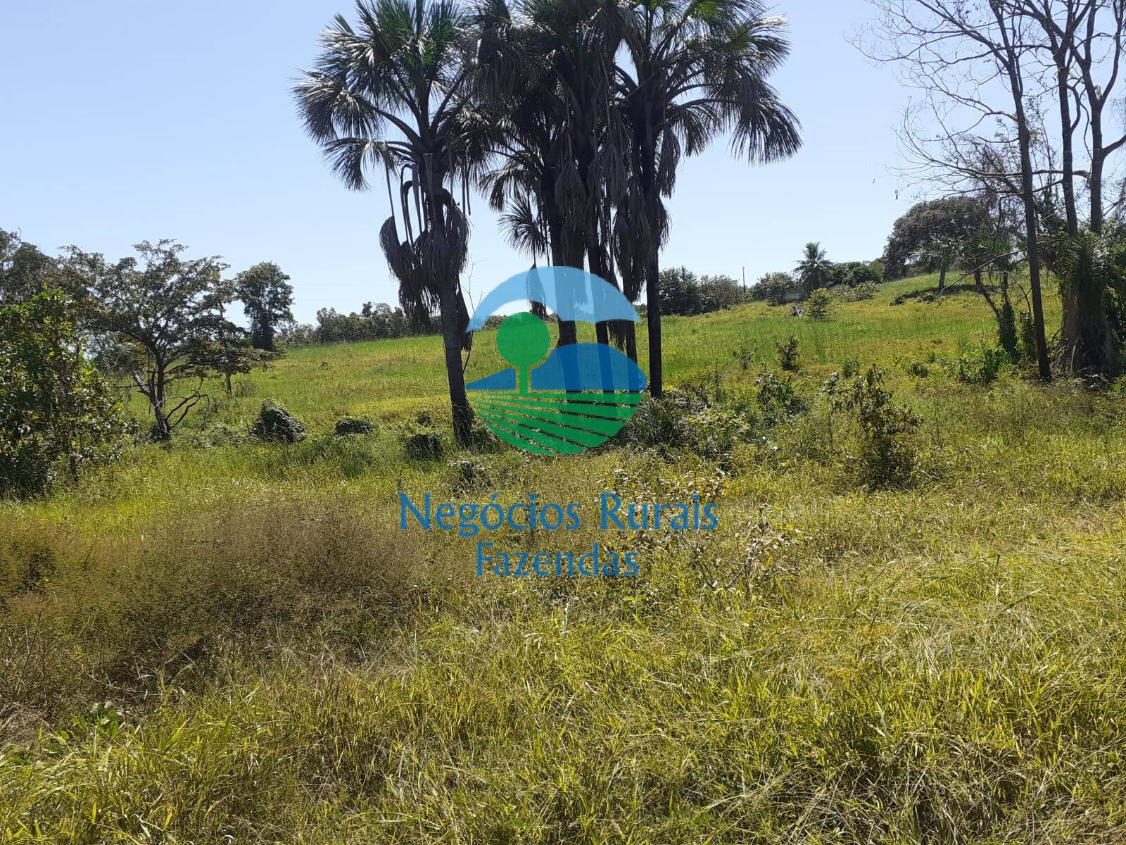 Fazenda de 489 ha em Montividiu do Norte, GO