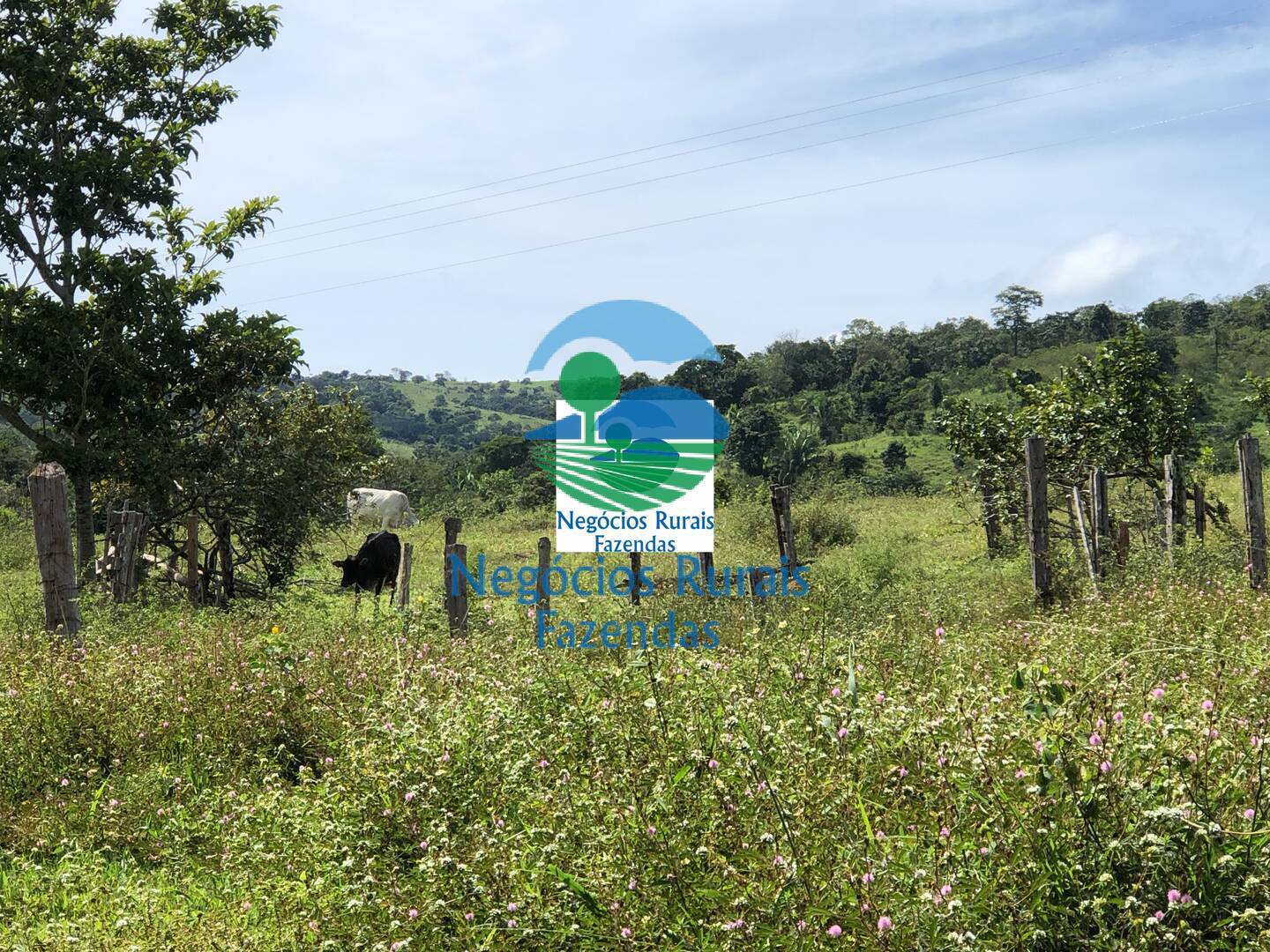 Fazenda de 484 ha em Uruaçu, GO