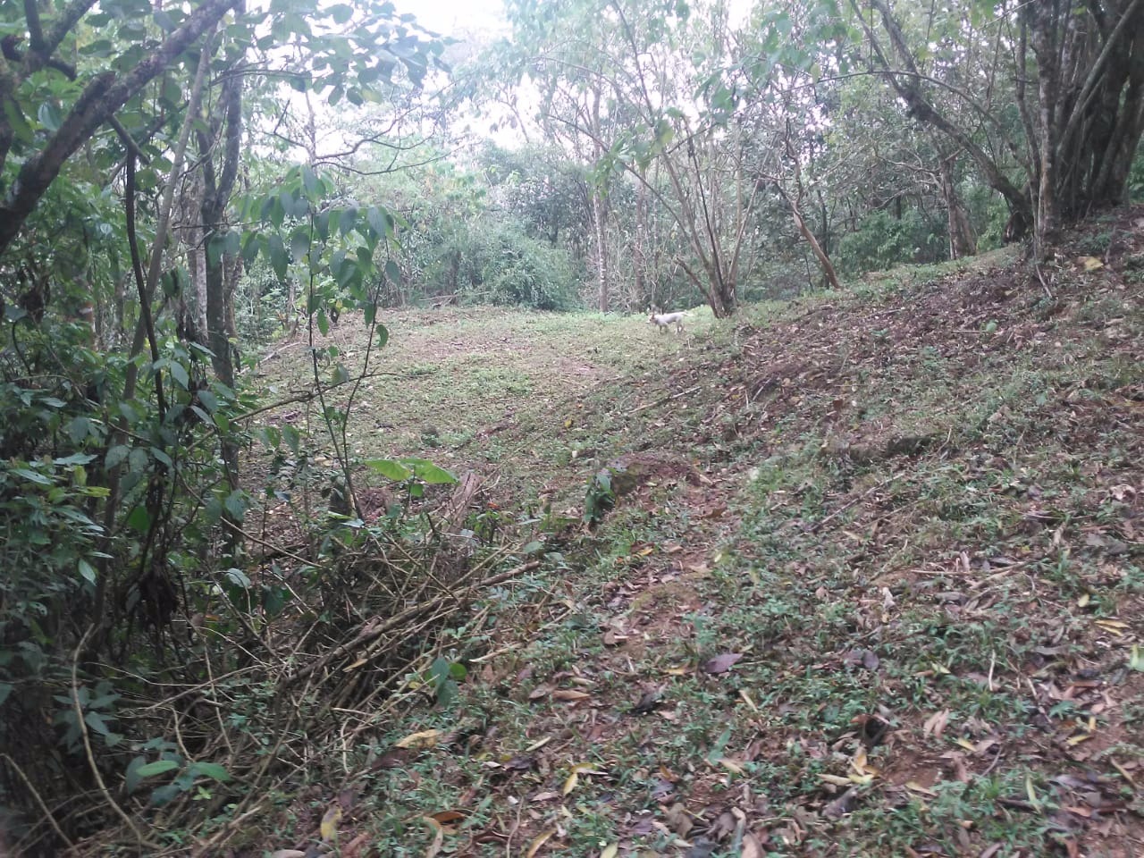 Terreno de 30 ha em Monteiro Lobato, SP