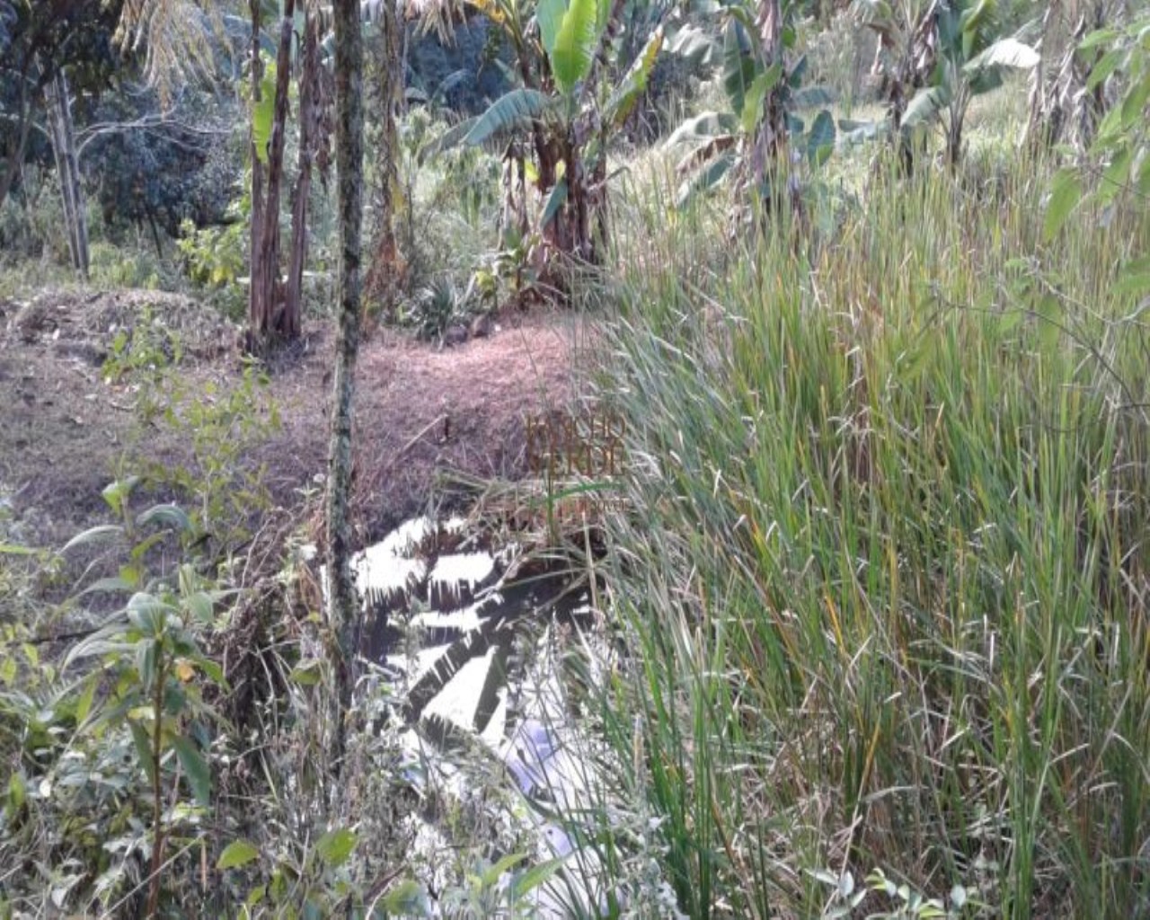 Chácara de 3 ha em Monteiro Lobato, SP