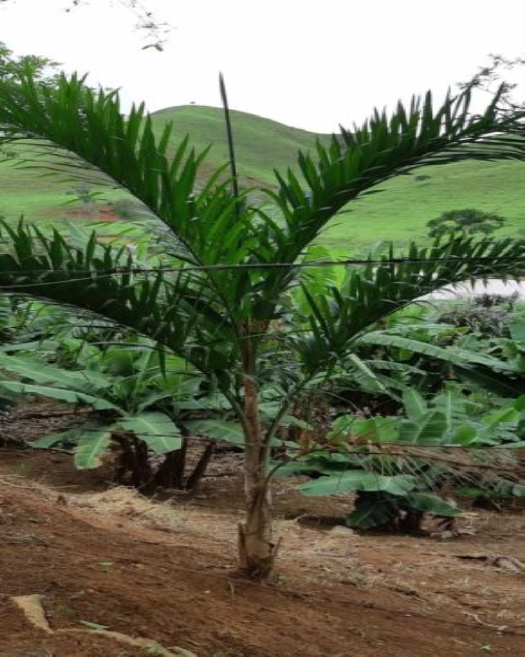 Fazenda de 131 ha em Jacareí, SP