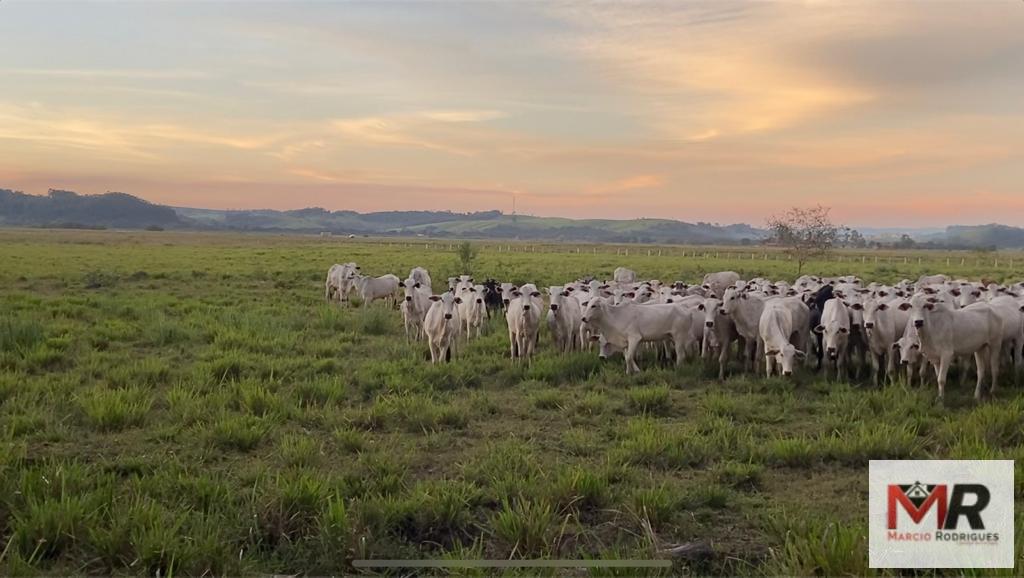 Fazenda de 175 ha em Careaçu, MG