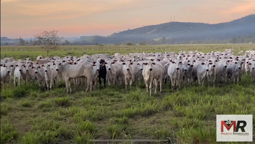 Fazenda de 175 ha em Careaçu, MG