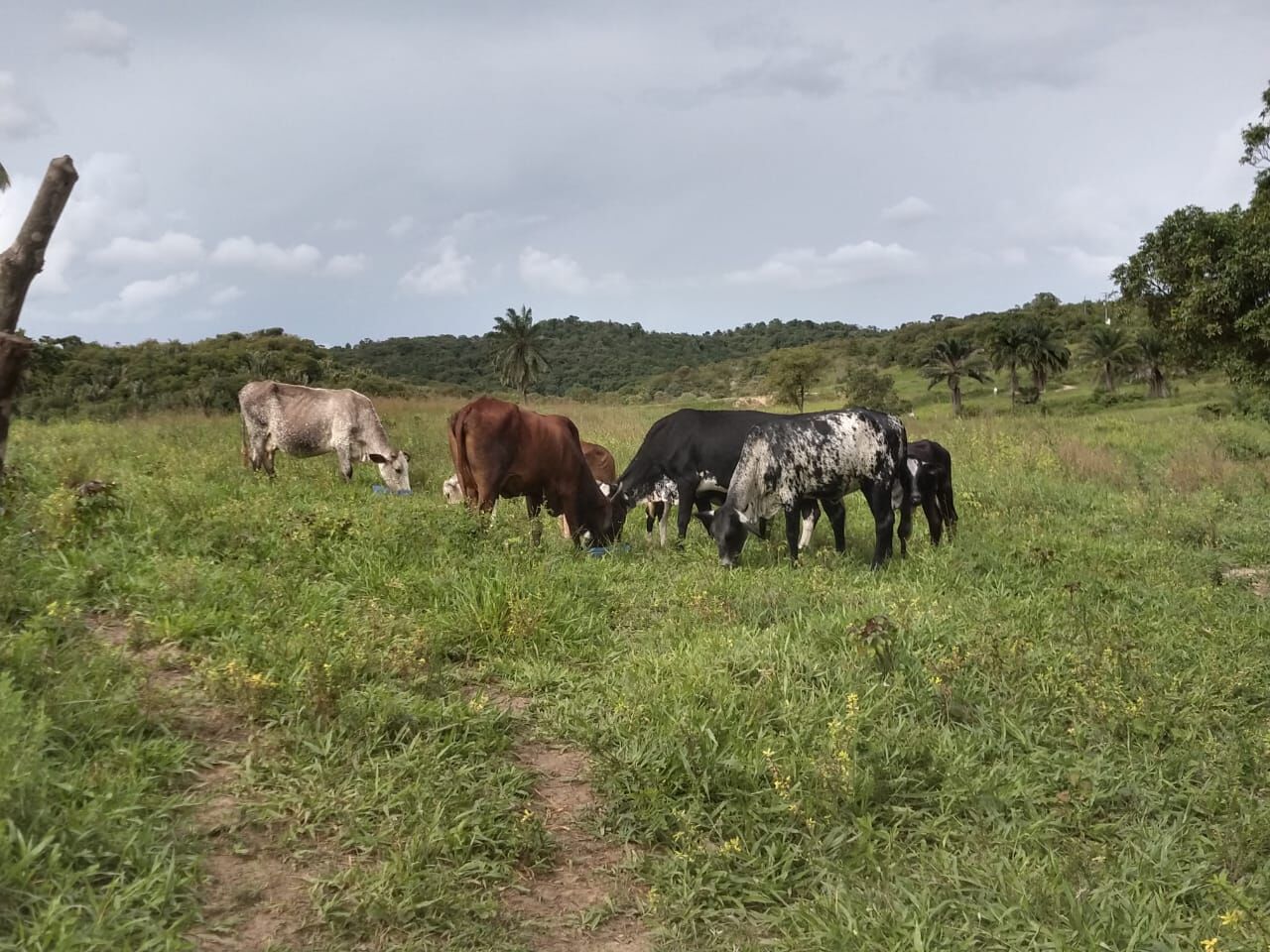 Fazenda de 50 ha em Dias d'Ávila, BA