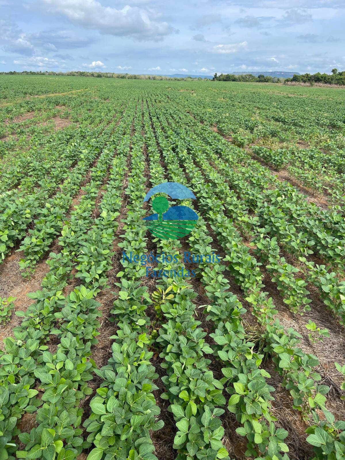 Fazenda de 280 ha em Gurupi, TO