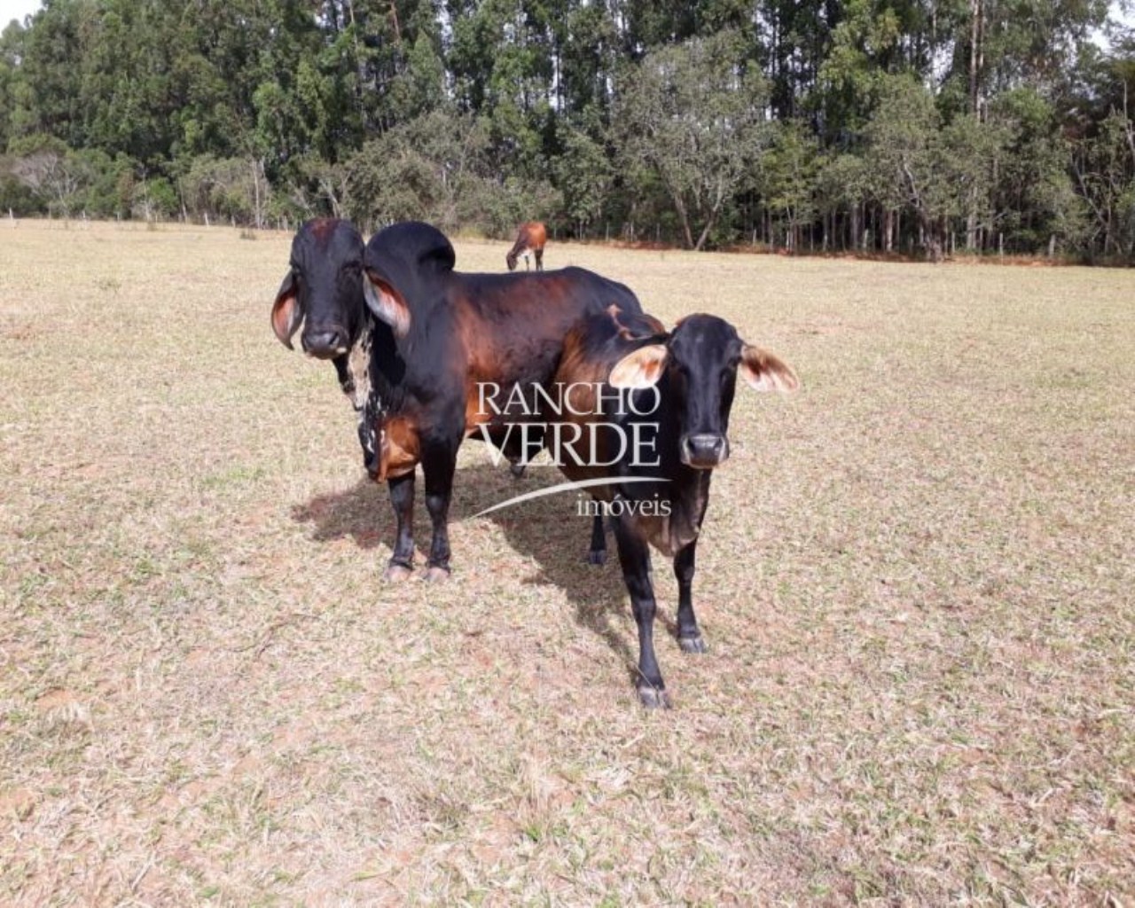 Sítio de 8 ha em Conceição do Rio Verde, MG