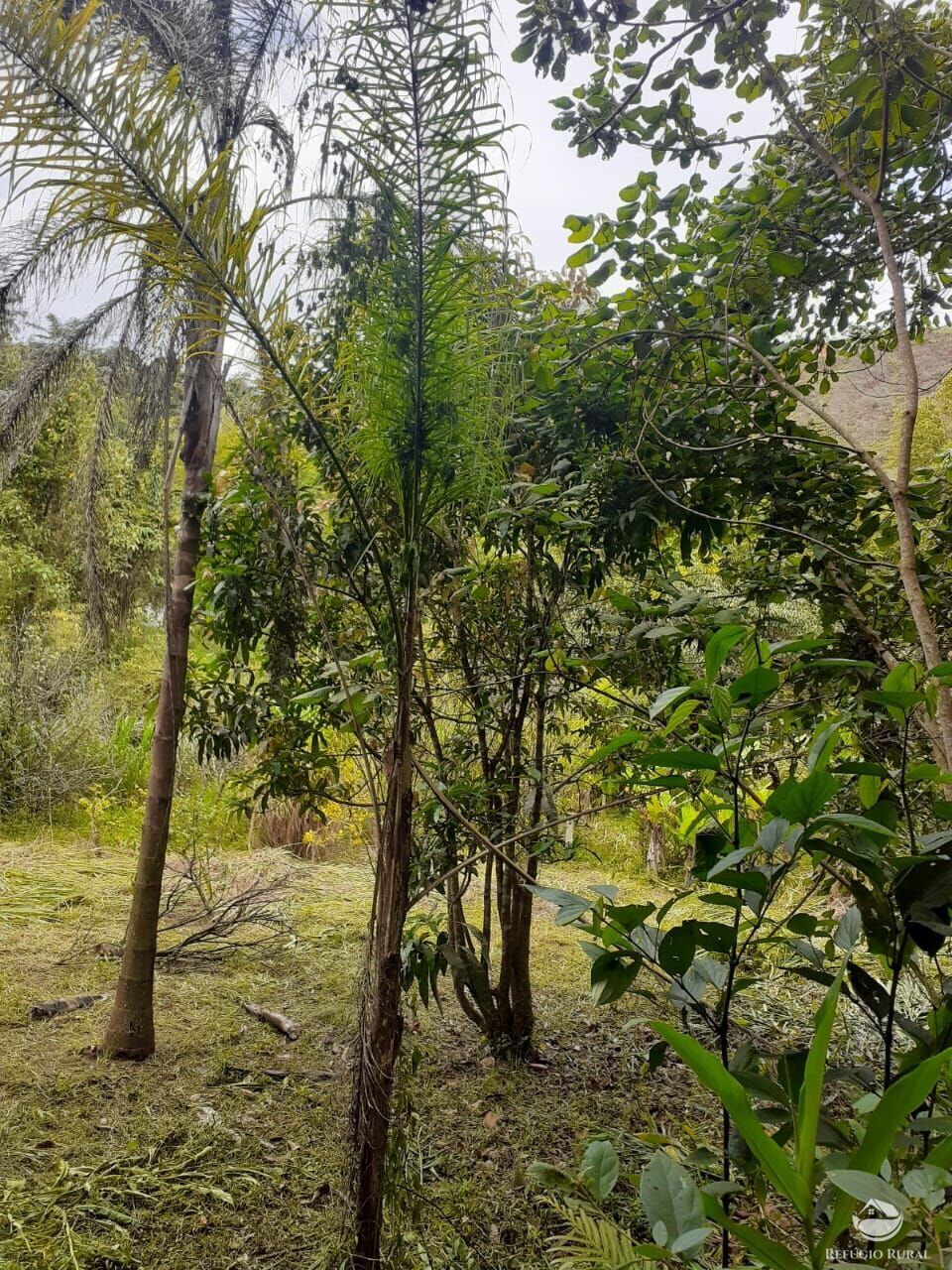 Chácara de 5.000 m² em Monteiro Lobato, SP