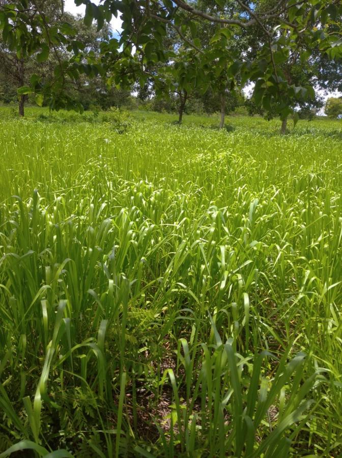 Fazenda de 189 ha em Ponto Chique, MG