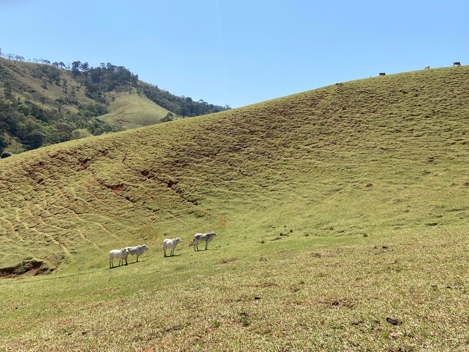 Terreno de 17 ha em Sapucaí-Mirim, MG