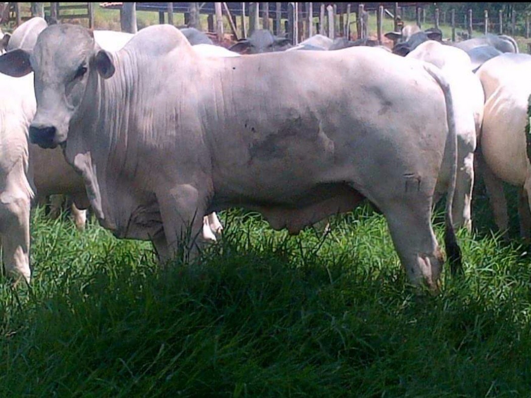 Fazenda de 250 ha em Cambuí, MG