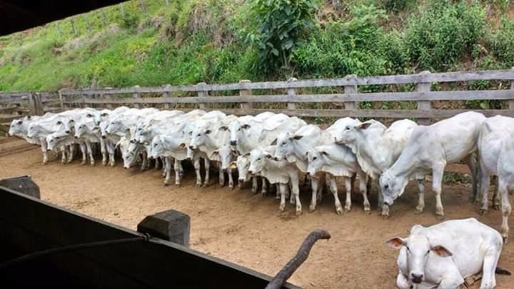 Fazenda de 250 ha em Cambuí, MG