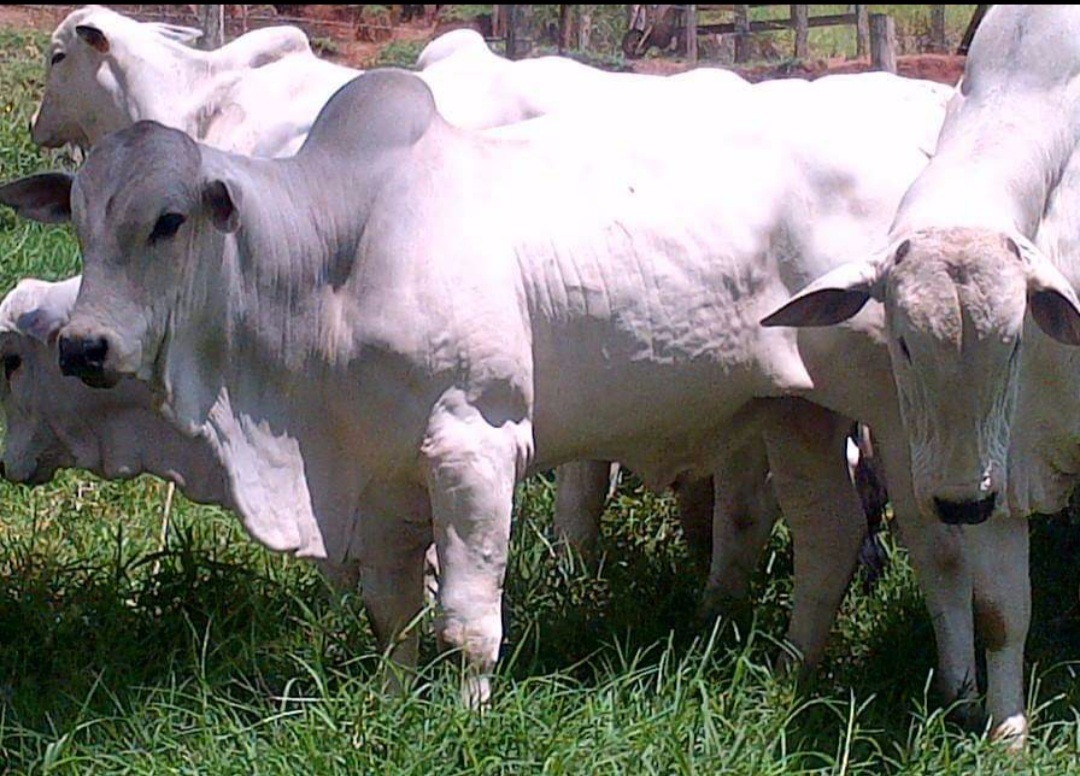 Fazenda de 250 ha em Cambuí, MG