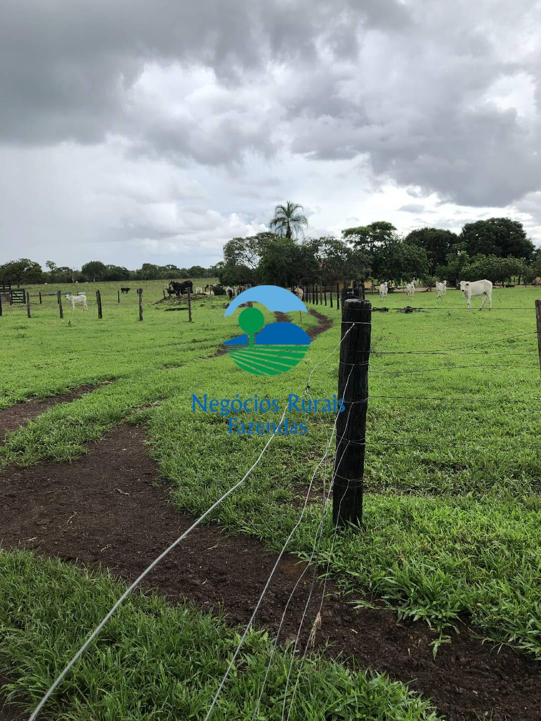 Fazenda de 30 ha em Uruaçu, GO