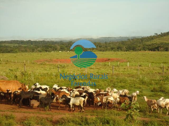 Fazenda de 900 ha em Pedro Afonso, TO