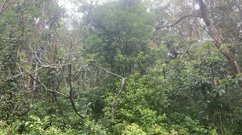 Terreno de 3 ha em Caraá, RS